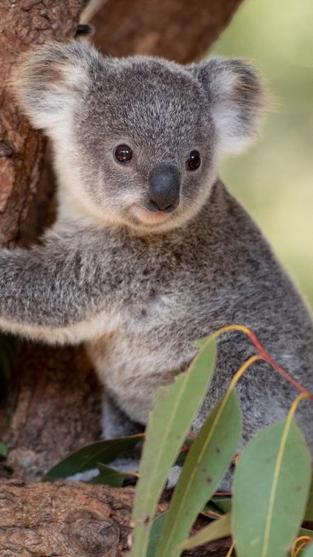 Coalas estão ameaçados de extinção, diz Austrália - BBC News Brasil