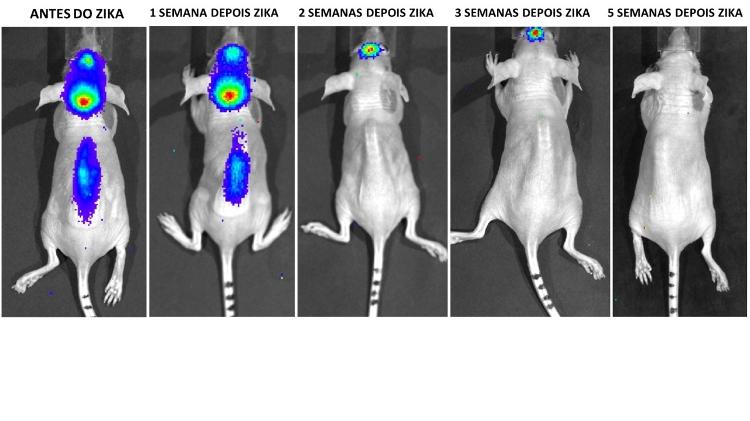 Pesquisa da USP sobre zika e tumores 2 - Reprodução/USP - Reprodução/USP