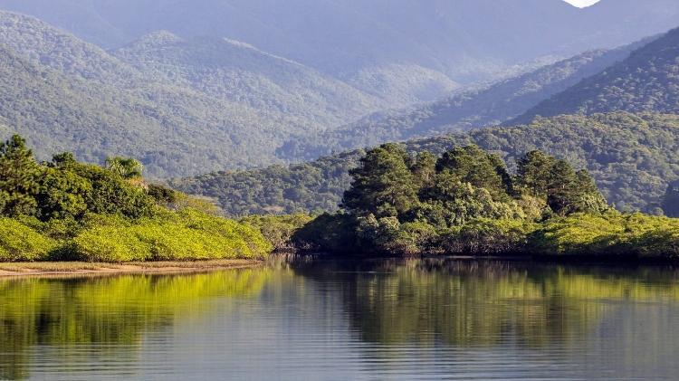 Área de manguezais, com pínus ao fundo e o Morro do Cambirela, ecossistemas que pertencem ao Parque Estadual da Serra do Tabuleiro, em Palhoça