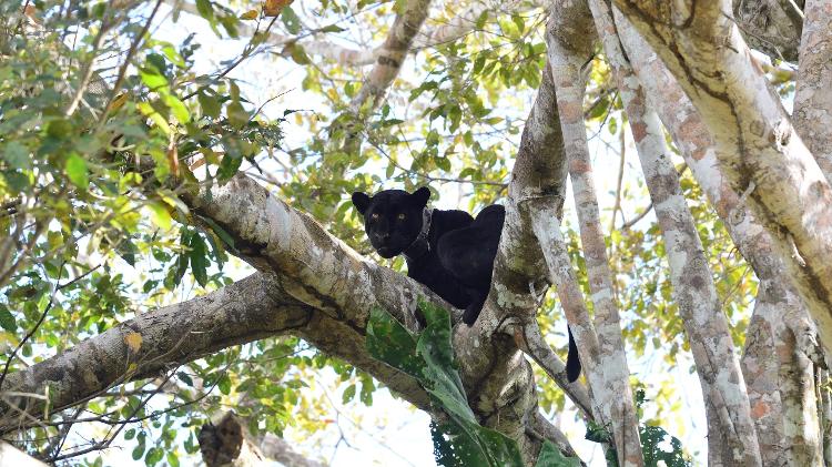 Onça-preta (onça-pintada com acúmulo de melanina) no alto de árvore durante cheio de rio na Reserva de Desenvolvimento Sustentável Mamirauá Onça-preta (onça-pintada com acúmulo de melanina) no alto de árvore durante cheio de rio na Reserva de Desenvolvimento Sustentável Mamirauá