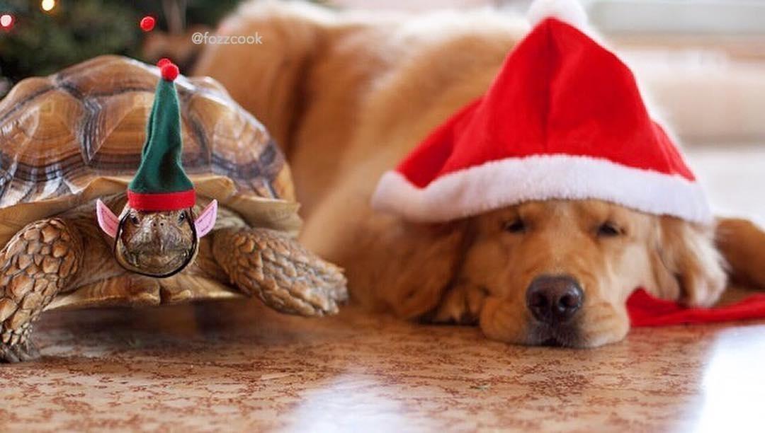 Larry e Cricket - Reprodução/Instagram