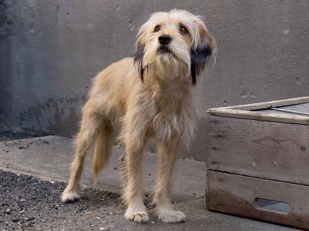 O cãozinho Benji em remake da Netflix - Divulgação