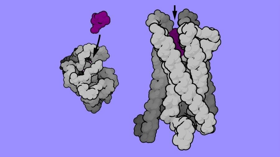 Representação tridimensional da proteína GPCR, vista do alto (a esquerda) e lateralmente (a direita), responsável por receber e transmitir às células sinais vindos do meio exterior que influenciam em seu funcionamento - Bensaccount via Wikimedia Commons / Domínio público