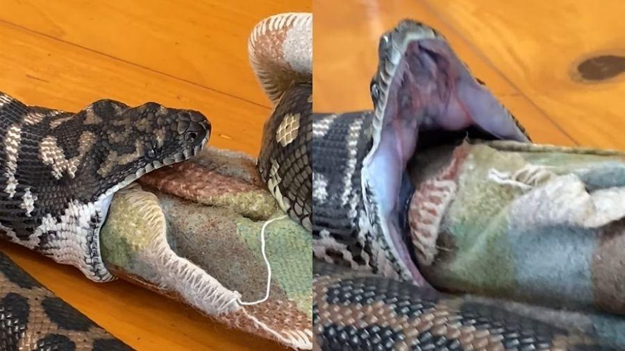 Cobra tenta engolir cobertor de cachorro na Austrália - Reprodução/Facebook