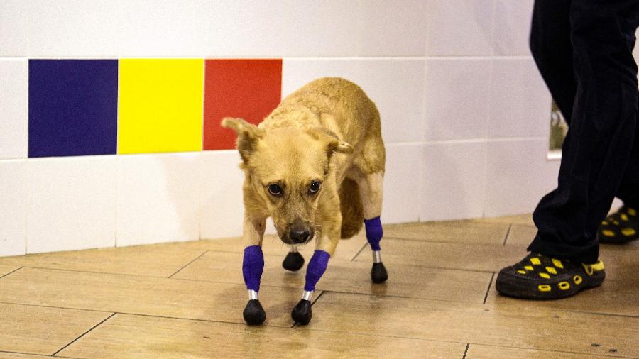 A cadelinha Monika recebeu quatro próteses de titânio para ajudá-la a voltar a andar após os ferimentos - Rostislav Netisov/AFP