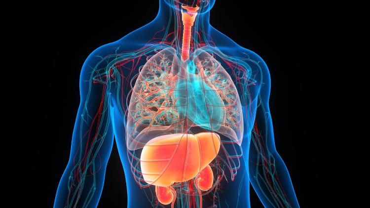 órgãos humanos - iStock - iStock