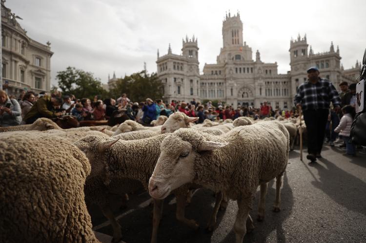 Mais de 1.000 ovelhas passaram pelo centro de Madri no evento anual conhecido como La Fiesta de la Trashumancia - Anadolu Agency via Getty Images - Anadolu Agency via Getty Images