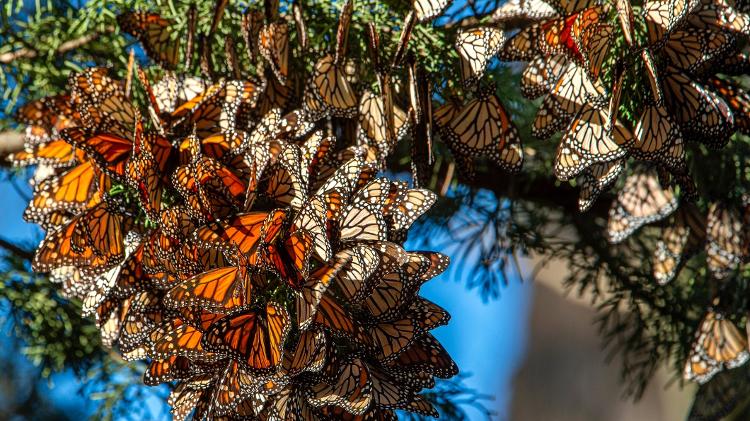  As borboletas-monarca migram para o sul em toda a Califórnia no inverno - iStock - iStock