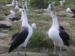 Aos 72 anos, ave mais velha do mundo é flagrada em dança de acasalamento