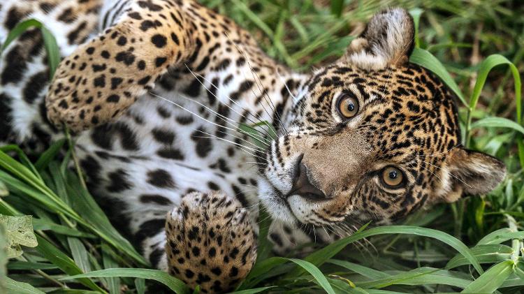 Uma onça-pintada descansa na grama da ONG Mata Ciliar, em Jundiaí (SP) Uma onça-pintada descansa na grama da ONG Mata Ciliar, em Jundiaí (SP)