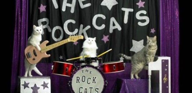 Integrantes ds Incríveis Acro-Cats, grupo de 14 gatos acrobatas que percorre os EUA em um ônibus - Divulgação - Divulgação