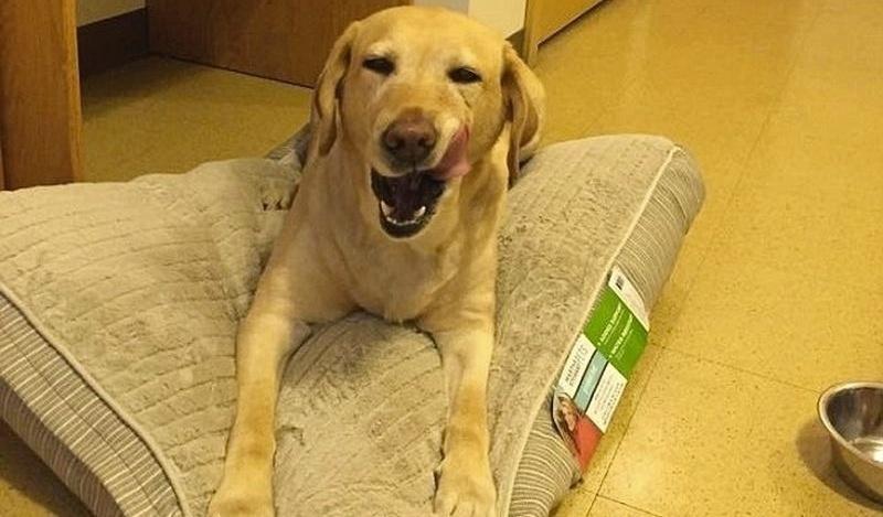 A labradora Yolanda salvou sua dona cega de um incêndio em Filadélfia, nos Estados Unidos, ao ligar para a emergência usando um telefone especial e ainda tirou a dona de 60 anos do prédio incendiado. E este não foi o primeiro ato heróico dela. Em 2015, Yolanda foi capaz de ligar para a polícia após sua dona cair e ficar inconsciente - Reprodução/Facebook