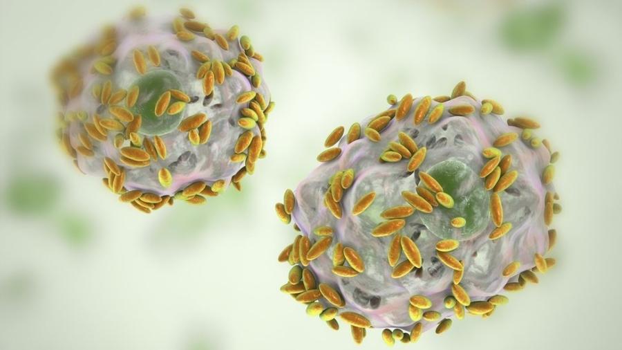 Bactérias da vaginose bacteriana cobrindo células - Getty Images