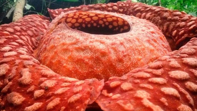 Flor gigante Rafflesia tuan-mudae