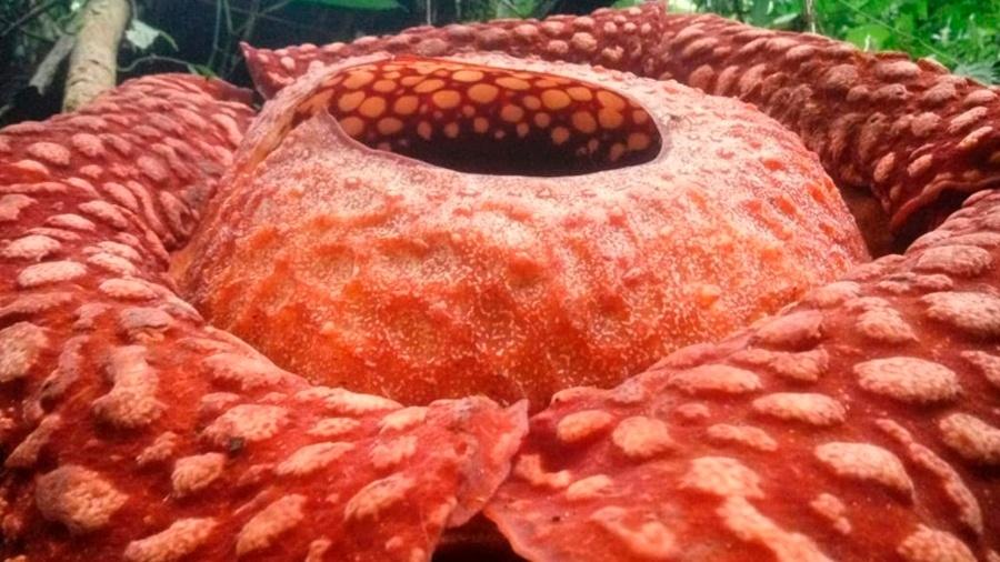 Flor gigante Rafflesia tuan-mudae - BKSDA/AFP / Handout