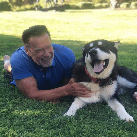 Arnold Schwarzenegger posta foto ao lado do seu novo cachorro - Reprodução/Instagram