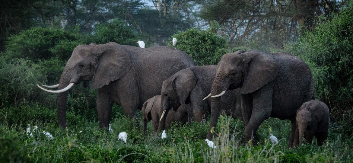 Nesta operação, 13 elefantes serão transferidos no ano que vem do Howletts Wild Animal Park, em Kent, para o sul do Quênia - AFP