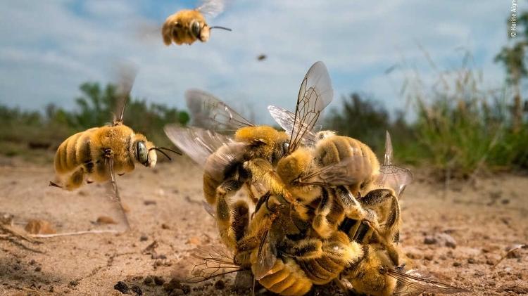 The big buzz, ou o "grande zumzumzum" de abelhas fotografadas no Texas levou maior prêmio de fotografia animal em 2022 - Karine Aigner/Wildlife Photographer of the Year/Divulgação - Karine Aigner/Wildlife Photographer of the Year/Divulgação