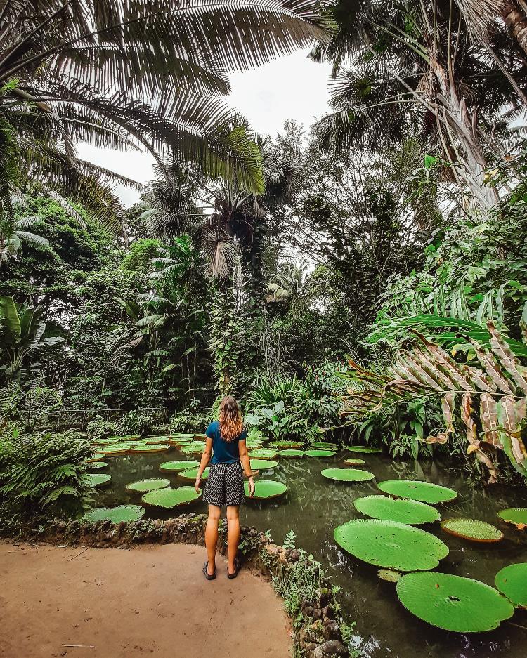 Vitórias-régias, um dos símbolos da região amazônica - Getty Images/EyeEm - Getty Images/EyeEm