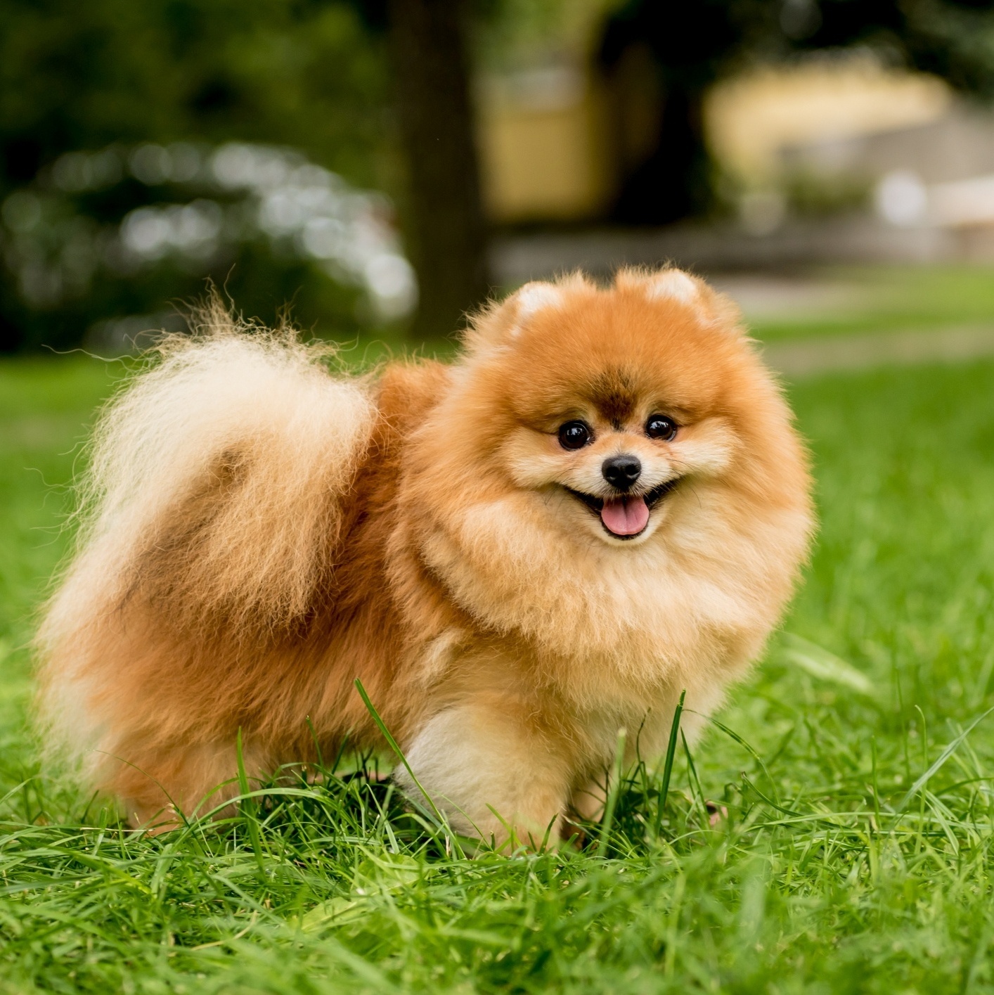 As doenças mais comuns em 10 raças de cachorro