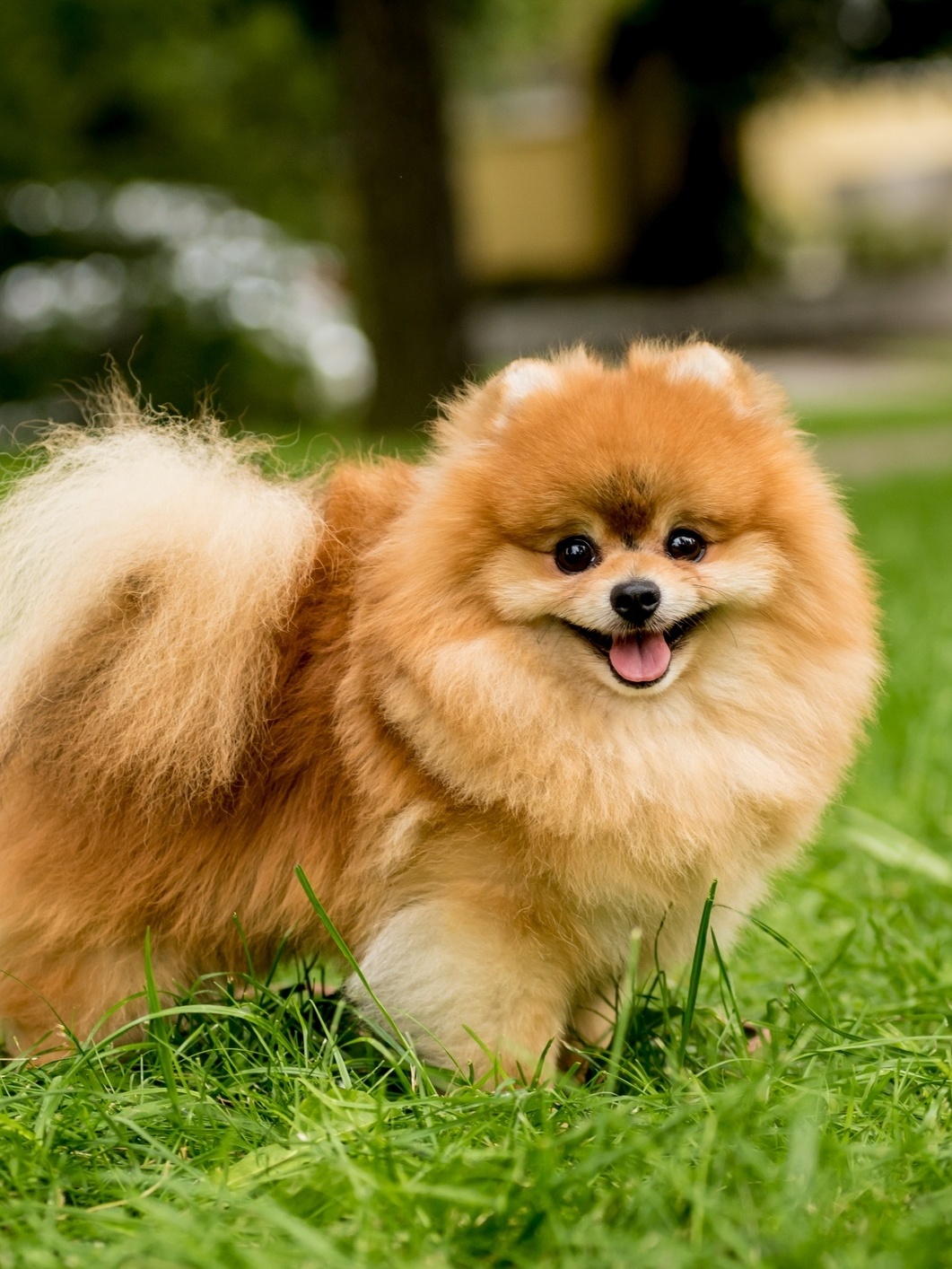 Animais, Cachorro mais fofo, Cachorrinhos fofinhos