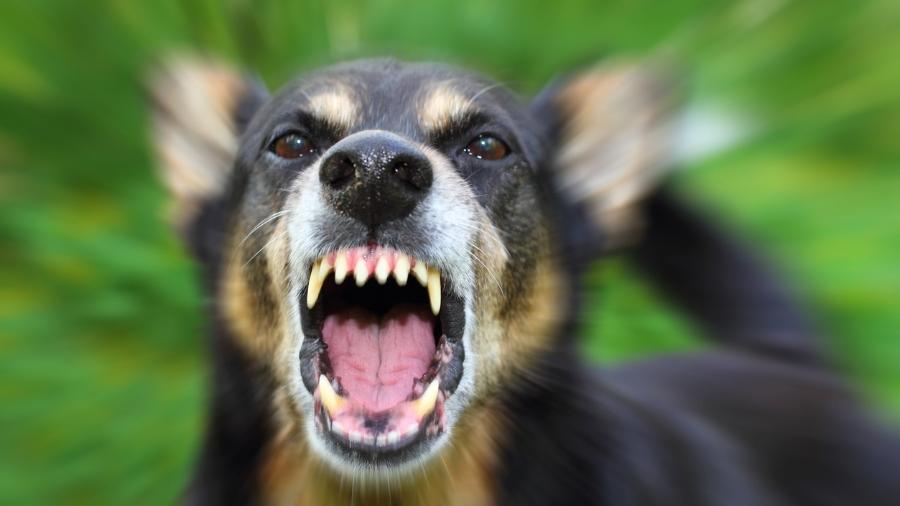 Agosto é conhecido como o 'mês do cachorro louco', mas por quê?