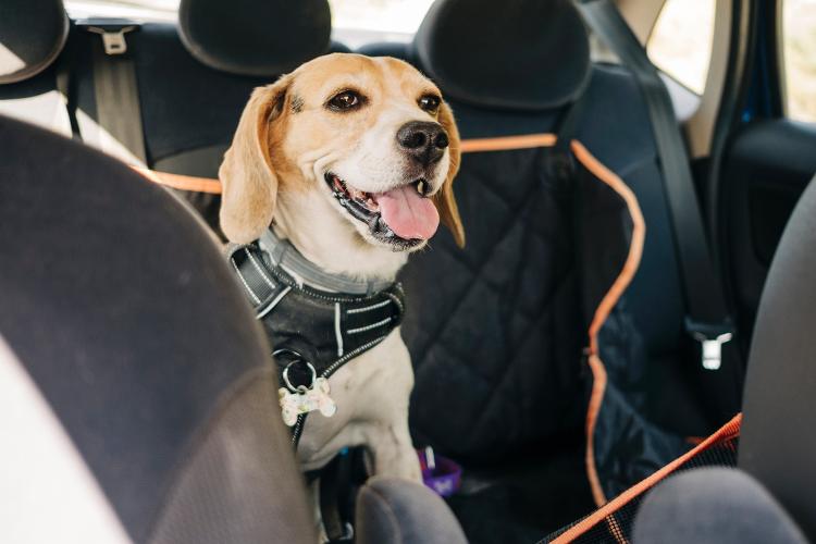 Beagle Beagle