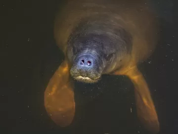 Pesquisadora descobre um novo papel do peixe-boi: 'Jardineiro da Amazônia'