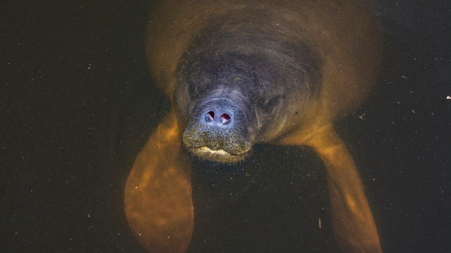 Peixe-boi-da-amazônia (Trichechus inunguis)