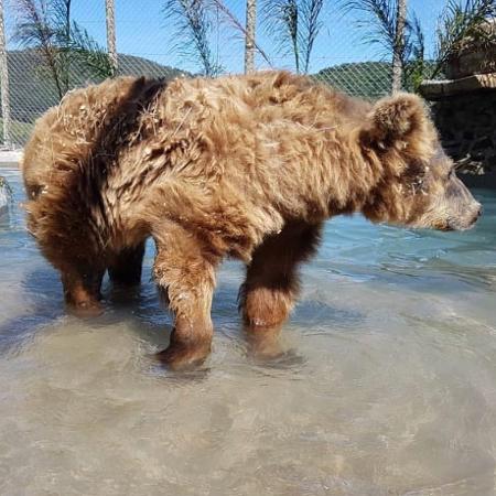 Ursa Rowena, que foi resgatada por Luisa Mell - Reprodução/Instagram - Reprodução/Instagram