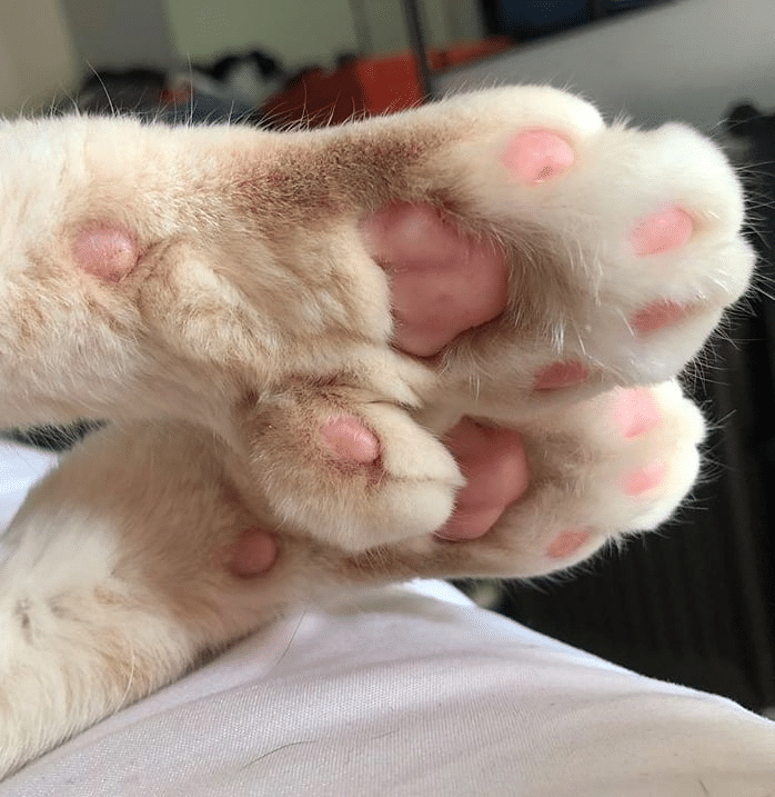 O gato Bronson - Reprodução/Instagram/iambronsoncat