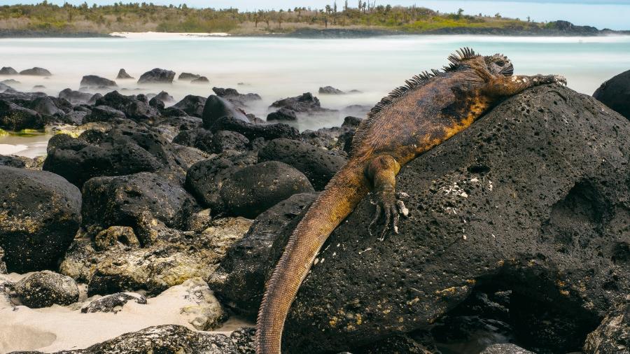 Ilha de Galápagos - Getty Images/iStockphoto