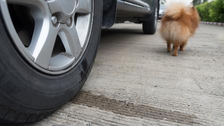 Cachorro não urinar na roda Clearance
