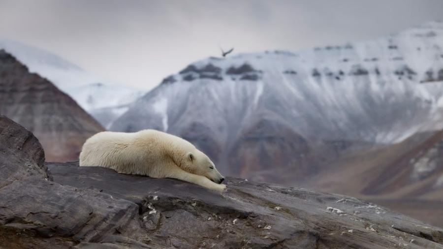 Imagem ilustrativa de urso polar; na Groenlândia, animal atacou equipe de documentaristas que estava em estação - Paal Uglefisk Lund