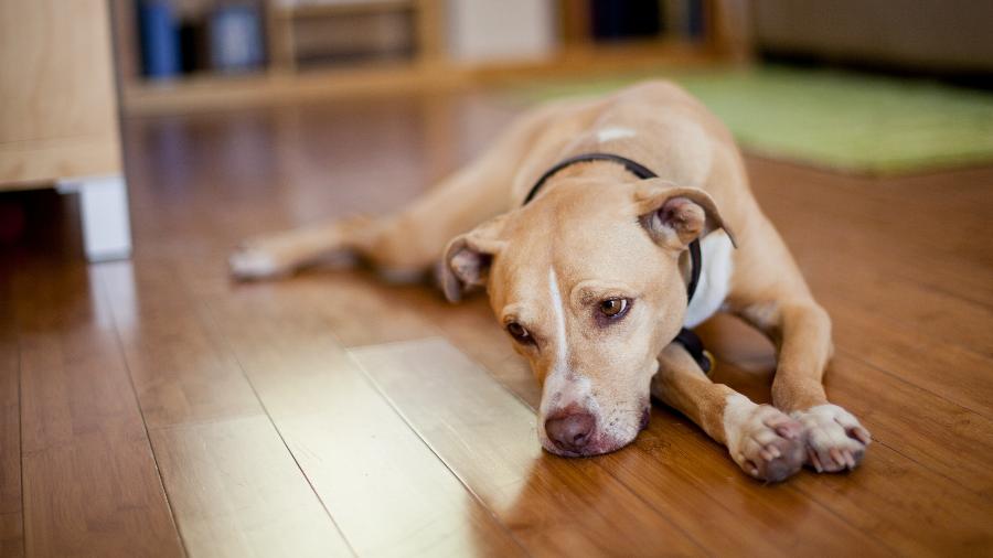 Cachorro amuado pode ser algum sinal de desconforto - Getty Images