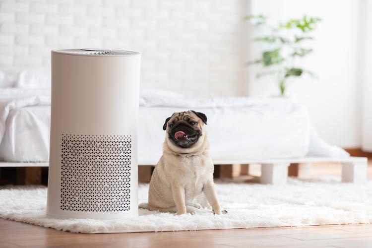 Ar limpo e úmido colaboram para prevenção de doenças de inverno
