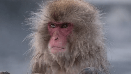 Macacos transmitem monkeypox? Entenda a relação do animal com a doença