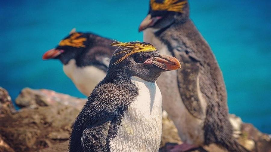 Dezenas de milhares de pinguins migram todos os anos para Bouvet - Instagram/Reprodução