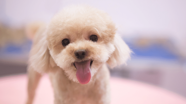 Além de inteligentes, poodles são conhecidos pela boa saúde Além de inteligentes, poodles são conhecidos pela boa saúde