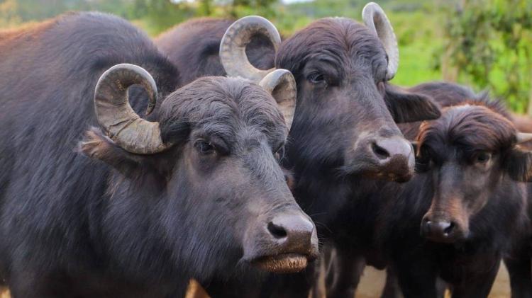 Búfalos foram levados para um haras da zona rural de Suzano, na Região Metropolitana