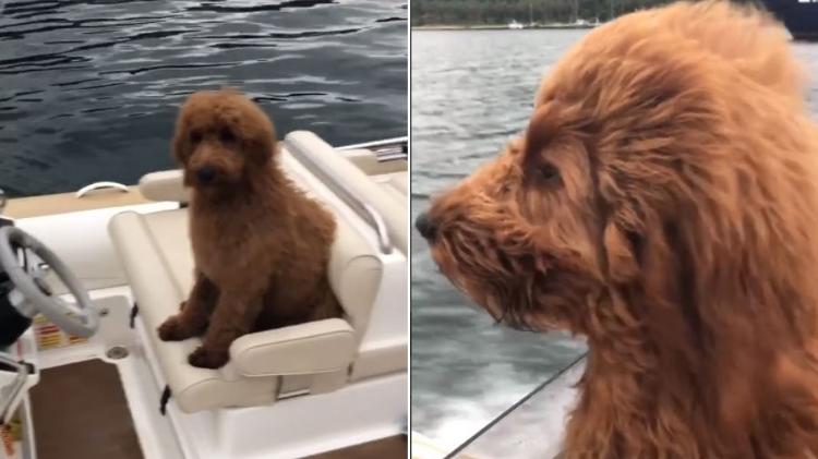 Luciano Huck mostra cachorrinha no "comando" de lancha - Reprodução/Instagram - Reprodução/Instagram