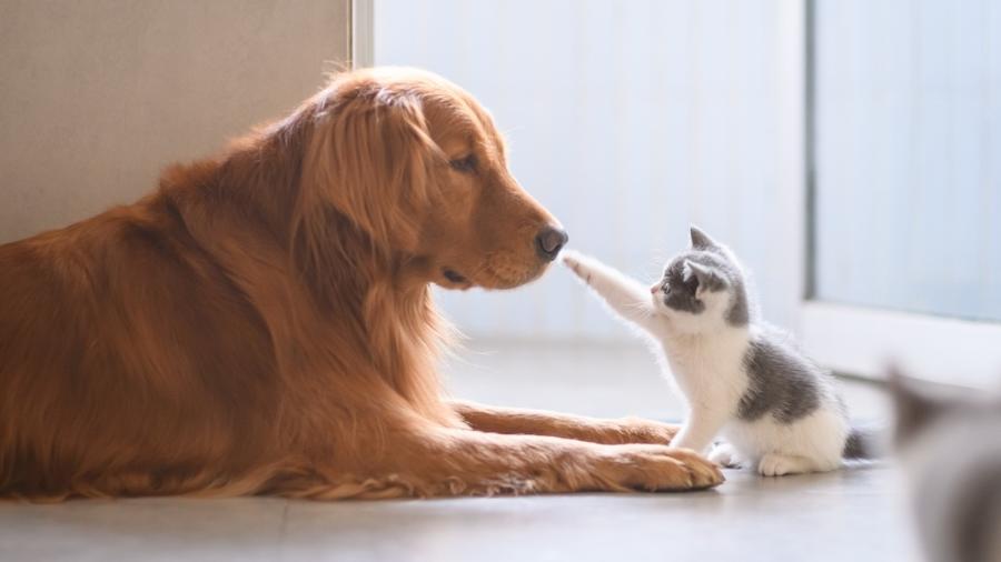Muitas coisas podem causar quadros graves de envenenamento em pets - Getty Images/iStockphoto