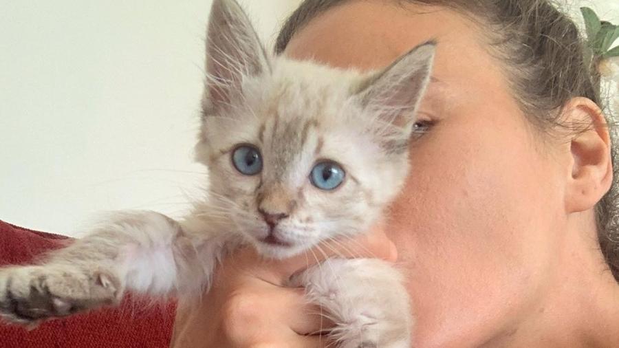 Ana Cañas exibe Portelinha, gata que adotou como animal de estimação - Reprodução/Instagram