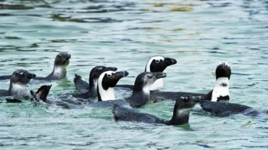 Imagem de arquivo de pinguins na África do Sul, país que abriga a maior comunidade de pinguins africanos do mundo - AFP/Arquivos