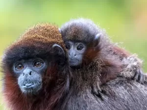 Macacos poderiam falar como os humanos. Então, por que não falam?