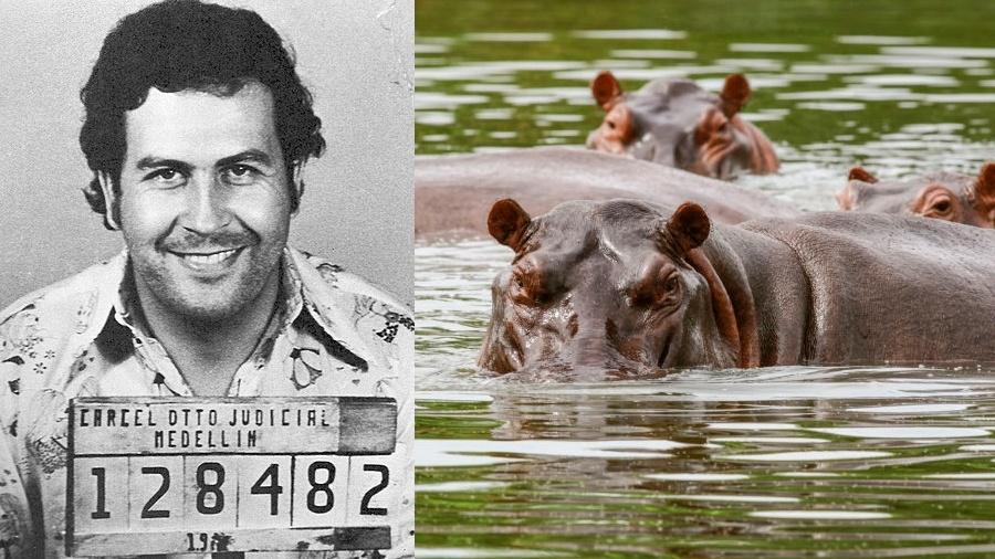 Pablo Escobar levou 4 hipopótamos para sua fazenda na Colômbia - Reprodução