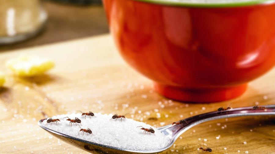 Métodos caseiros, sem aditivos químicos, podem se provar bastante eficientes para espantar as formigas de vez de sua cozinha