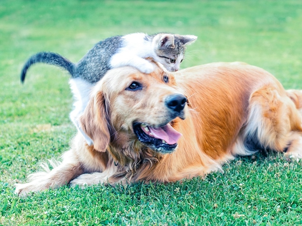 Cães e gatos vestidos como pessoas do século passado [galeria