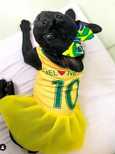 Pets vestem a camisa da seleção brasileira para a final da Copa América - Reprodução/Instagram