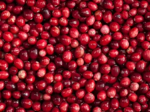 Aumenta imunidade, reduz risco de cáries: os benefícios do cranberry